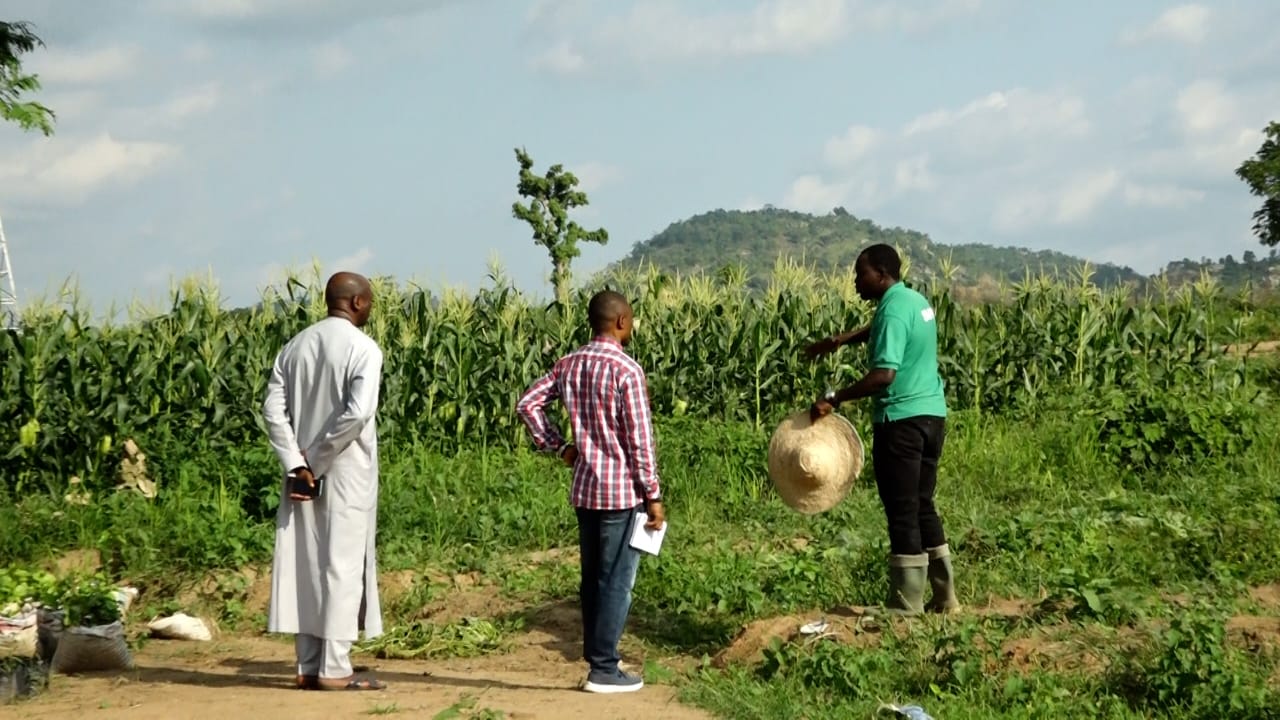 Organic food: Farmers seek FG support on markets, chemical use