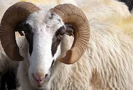 Eid-el-Kabir: Oyo workers get ram, rice at subsidised prices