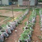 FG urges women farmers to embrace sack farming for food security