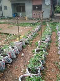 FG urges women farmers to embrace sack farming for food security
