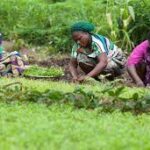 Climate change: Women farmers express optimism on dry season farming