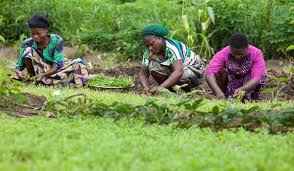 Climate change: Women farmers express optimism on dry season farming