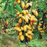 Ekiti LG begins sale of 20000 oil palm, cocoa seedlings