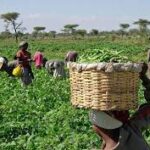 Institute urges FG to harness new technologies to boost food safety