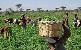 Institute urges FG to harness new technologies to boost food safety