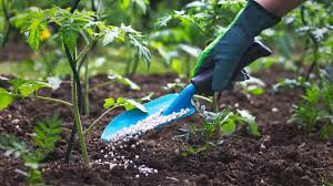 Bauchi farmers lament rising cost of fertilisers