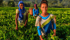 NGO empowers over 400 schoolgirls with agricultural and life skills across Lagos