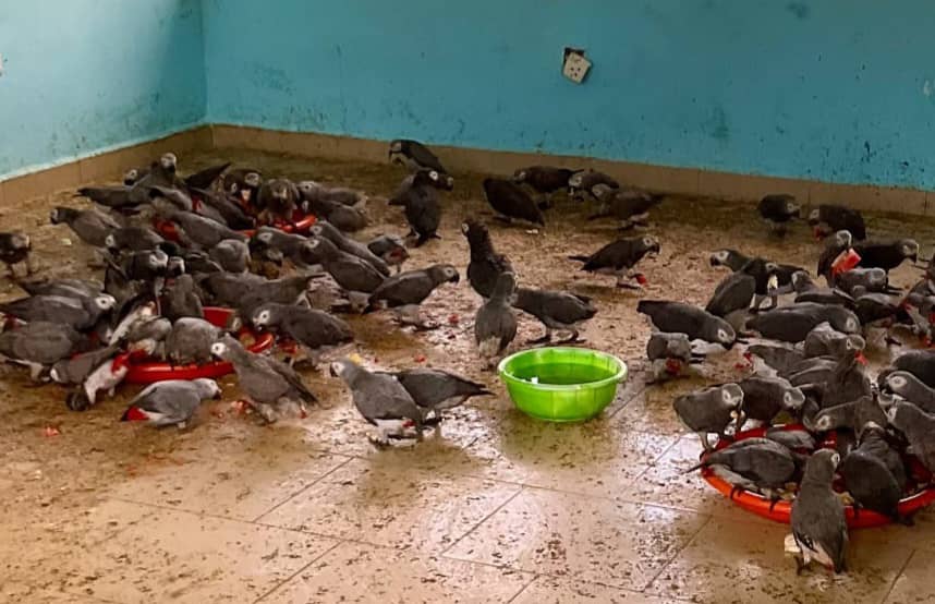 Customs intercepts 111 African Parrots, illicit drugs in Adamawa