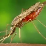 Stakeholders divided over establishment of malaria eradication agency