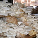 Mushroom farming can contribute 25% to GDP if harnessed – Expert