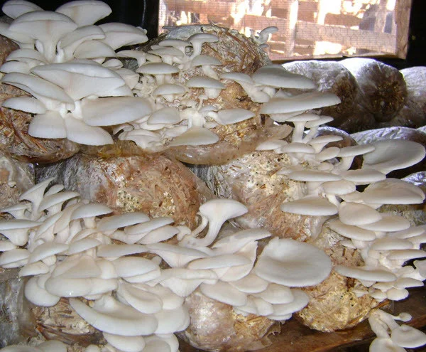 Mushroom farming can contribute 25% to GDP if harnessed – Expert