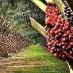 FG inaugurates palm oil traceability system to boost quality, exports