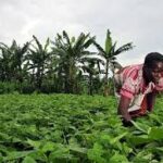 NCF distributes improved seeds to farmers in Yobe, unveils seed bank plan