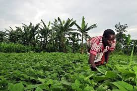 Overpricing forces Kaduna farmers to abandon crops to vegetables