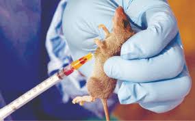 West Africa continues study on Lassa Fever, Malaria coinfection