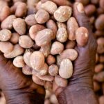 Tinubu approves 6-month temporary ban on export of sheanuts