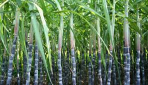 FULafia partners sugarcane technologists to boost production