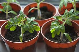 Delta HoS distributes seedlings to civil servants