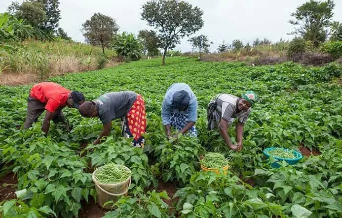MOFI to sustain strategic reforms for sustained fertiliser supply