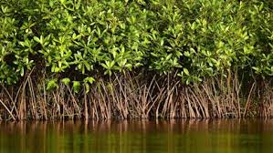 Ondo mangrove restoration project will mitigate climate change, says Don