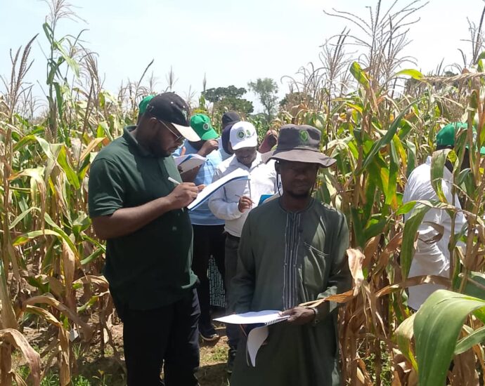 Farmers hail high-yield Tela maize trials at Kaduna LGA