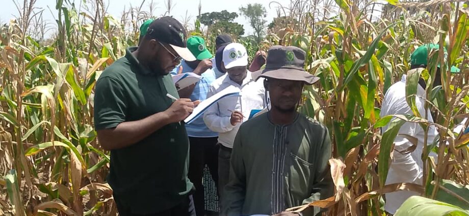 Farmers hail high-yield Tela maize trials at Kaduna LGA Farmers hail high-yield Tela maize trials at Kaduna LGA