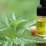 We:re open to dialogue on legalising cannabis oil- -NDLEA