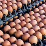 Egg remains cheapest protein source – PAN