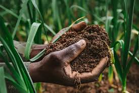 FG targets food security with all-year farming FG targets food security with all-year farming