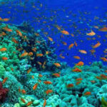 Tackling illegal fishing to protect Nigeria’s marine economy, food security Tackling illegal fishing to protect Nigeria’s marine economy, food security