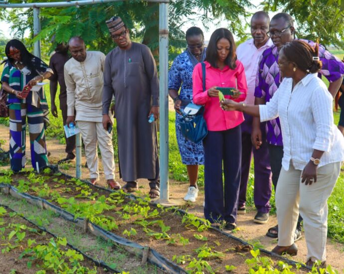 IITA’s Innovative Solutions: Key to Unlocking Nigeria’s Food Security