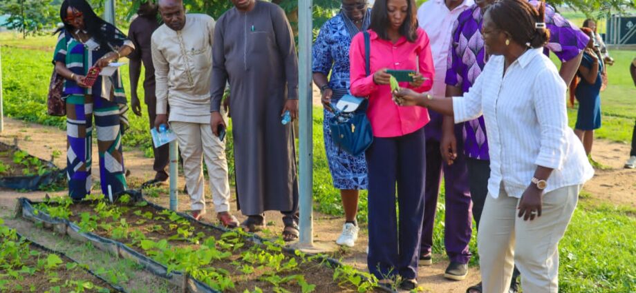 IITA’s Innovative Solutions: Key to Unlocking Nigeria’s Food Security