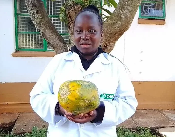 How nature-based solution is helping farmers restore pawpaw