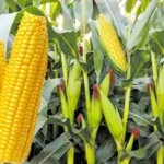 Tela maize growers anticipate bumper harvest