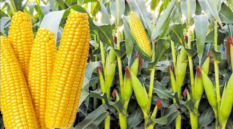 Tela maize growers anticipate bumper harvest