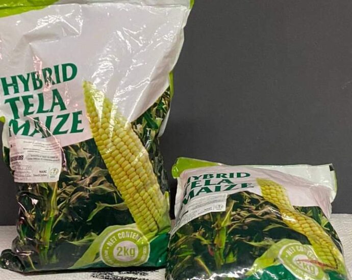 Expert urges northern governors to adopt Tela maize