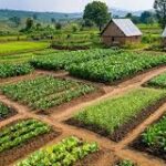 FG targets climate-resilient crops to boost food security FG targets climate-resilient crops to boost food security