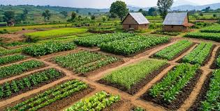 FG targets climate-resilient crops to boost food security
