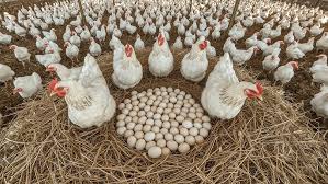 Lagos poultry farmers promise price drop ahead of yuletide