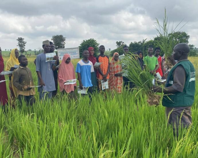 RICOWAS project to boost climate-resilient rice production in Nigeria – Official