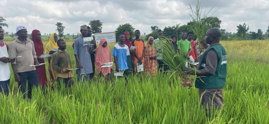 RICOWAS project to boost climate-resilient rice production in Nigeria – Official