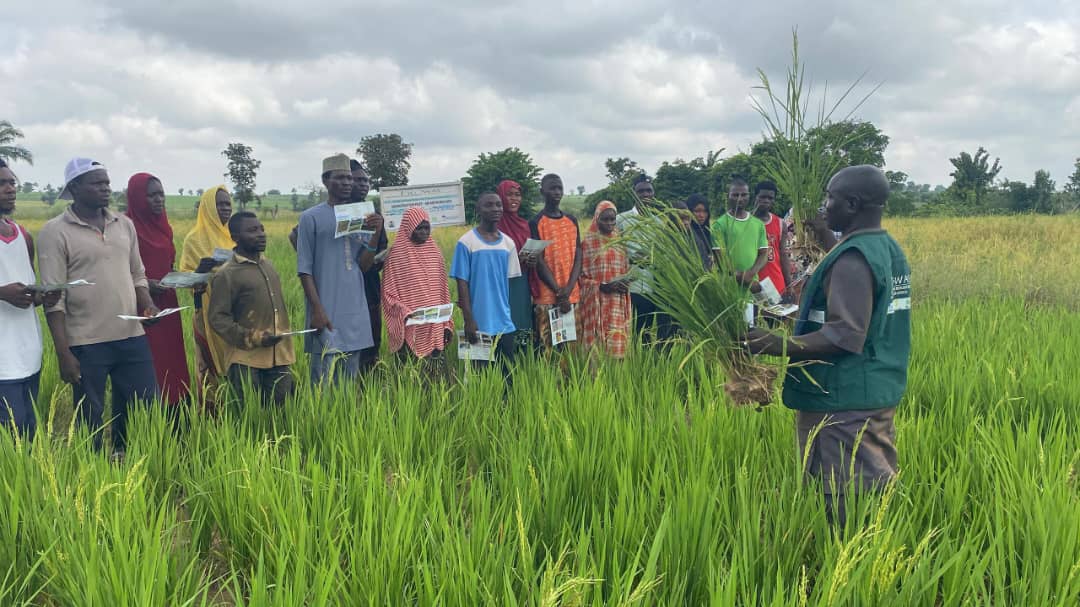 RICOWAS project to boost climate-resilient rice production in Nigeria – Official