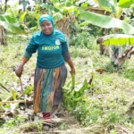 Land insecurity, gender bias squeezing Oyo women farmers Land insecurity, gender bias squeezing Oyo women farmers