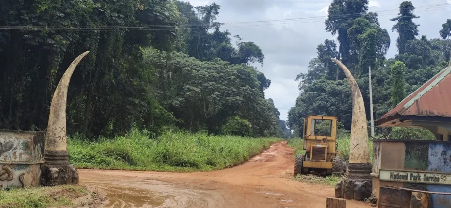 Okomu National Park: Inside Nigeria’s bold community-conservation experiment