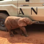 Baby elephant rescue spurs unprecedented conservation drive in Nigeria