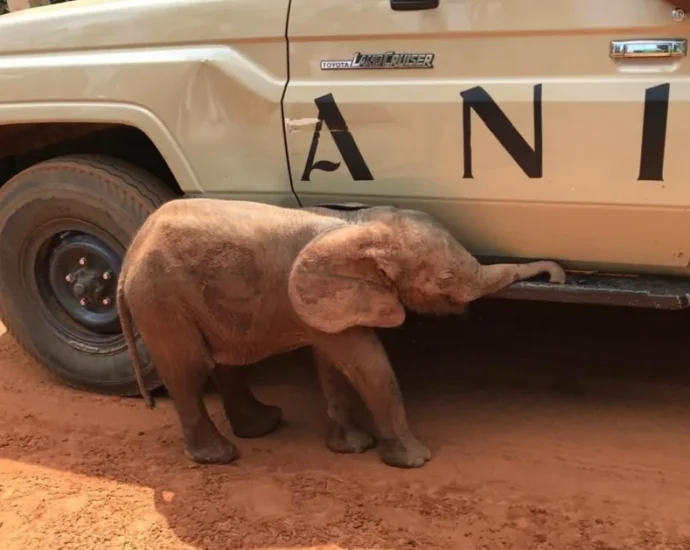 Baby elephant rescue spurs unprecedented conservation drive in Nigeria