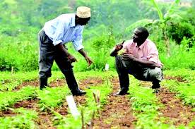 Digital Green, IFAD partner to bridge Nigeria’s extension gap