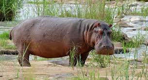 Farmers raise alarm over hippo attacks on farmlands in Gombe Farmers raise alarm over hippo attacks on farmlands in Gombe