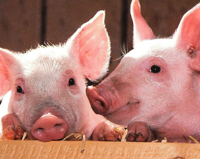 Association urges govt to support pig production Association urges govt to support pig production
