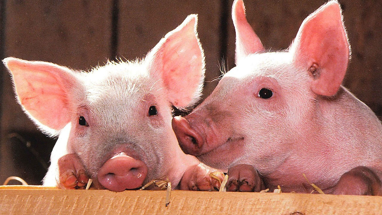 Association urges govt to support pig production
